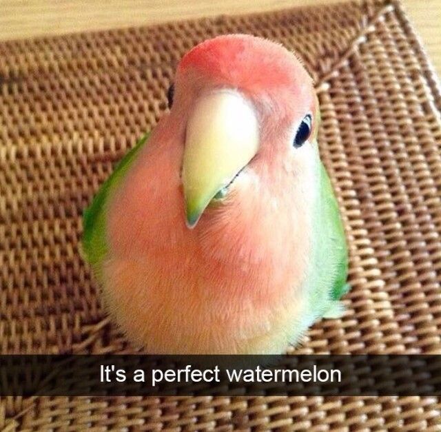 funnyanimals6_e