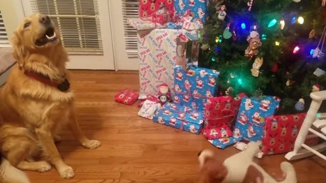 holidaypets11_e