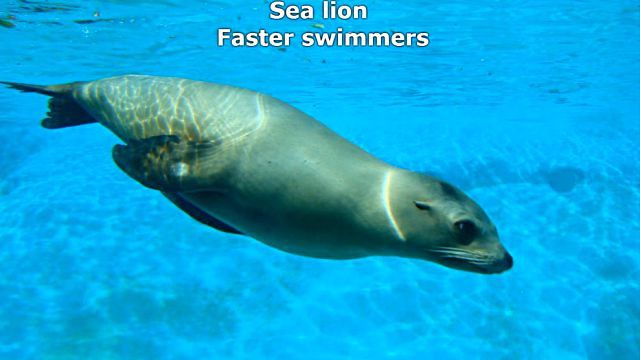 sealnsealion6
