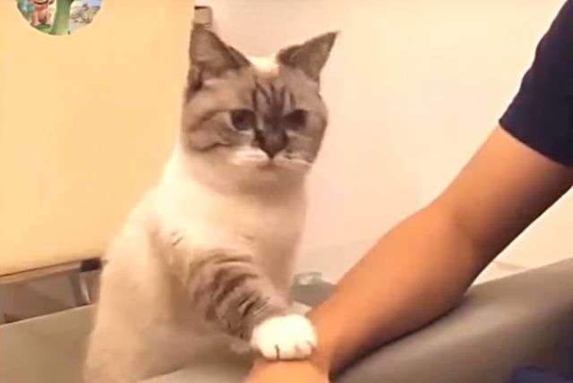 catcat2