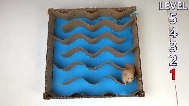 hamstersmaze7_e