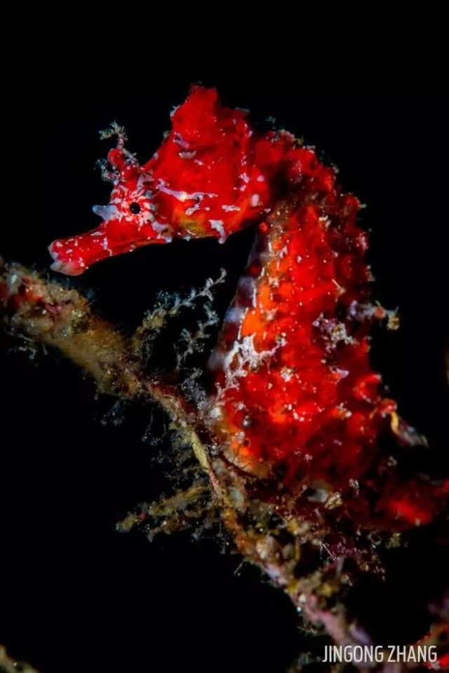 seahorse3_e