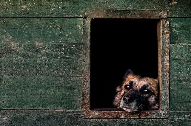 kennel-club-dog-photographer-competition-2017-24_e