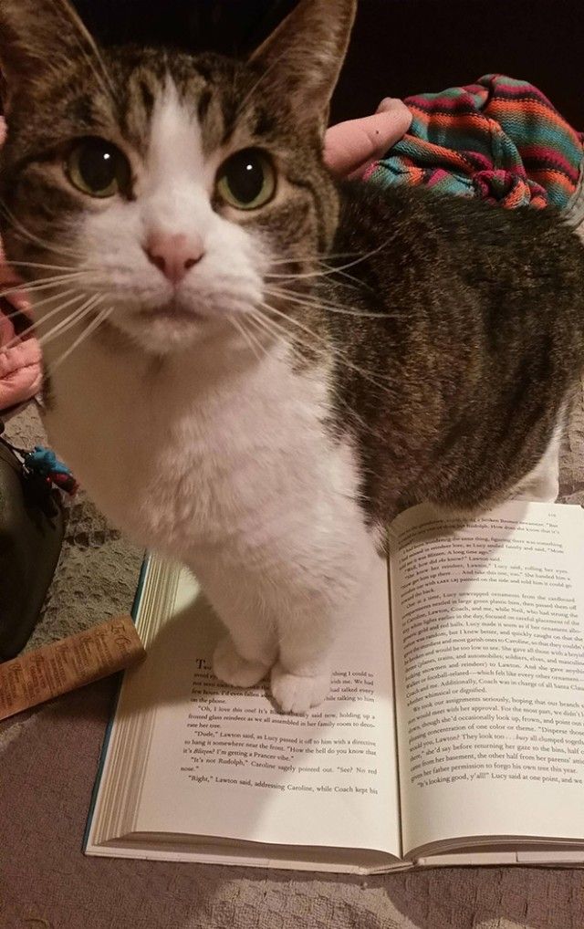 cats-vs-reading6_e