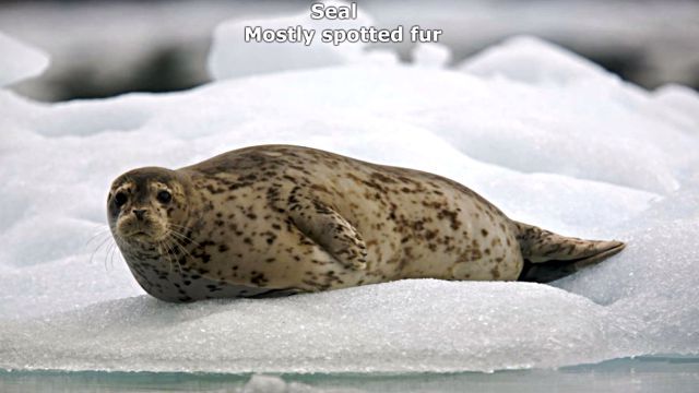 sealnsealion13