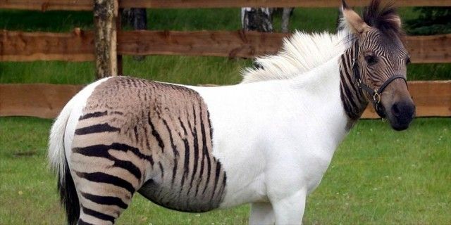 Zebroid1-949x475_e