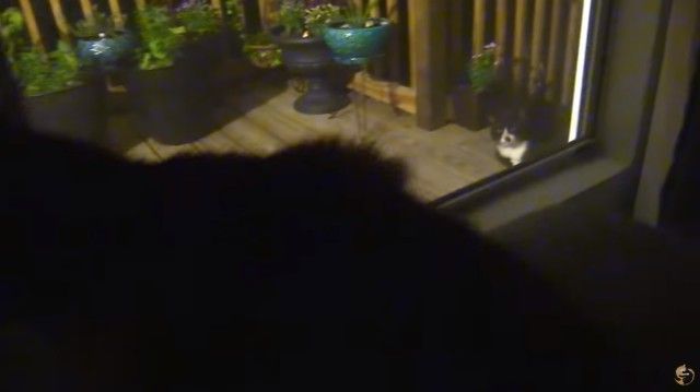 urcatispossessed3_e