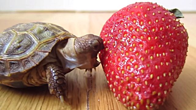 strawberry1