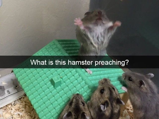 funnyanimals1_e