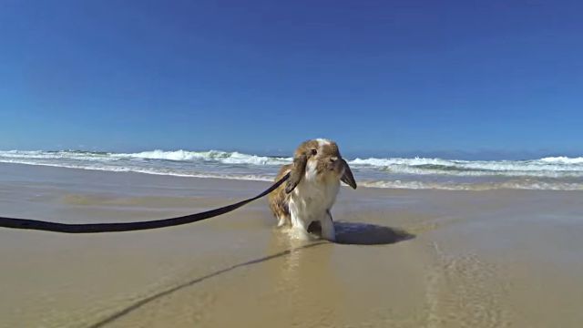 rabbitnbeach0