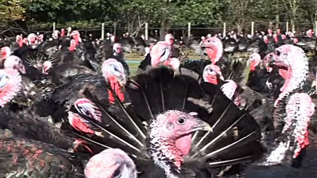 turkeygobbling4