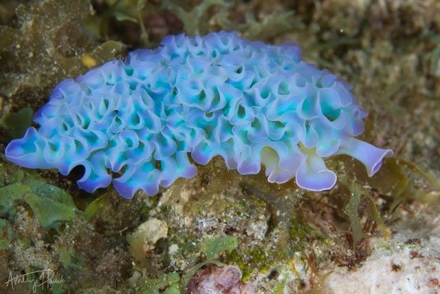 beautiful-unusual-sea-slugs-7__880_e
