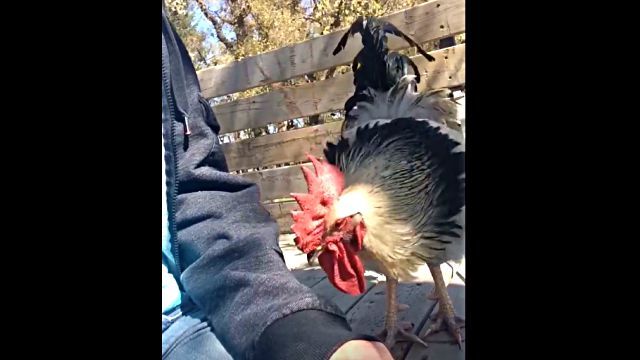 rooster0