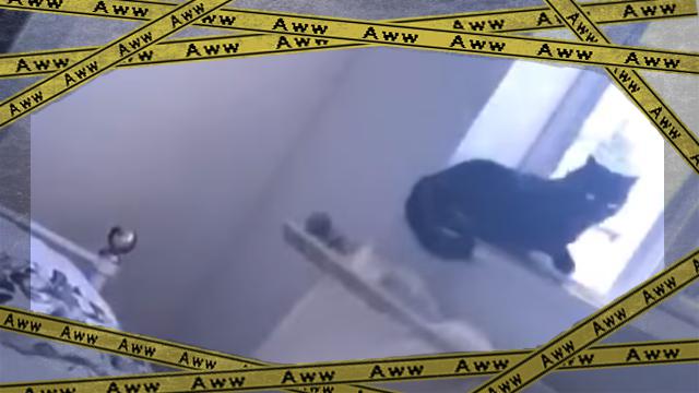 cat-f [www-frame