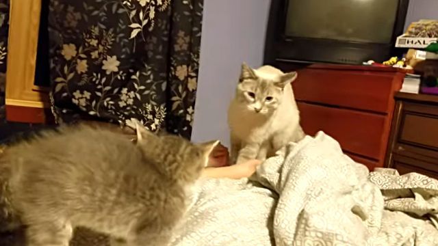 catdad3