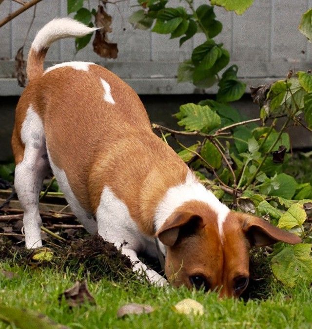 Dog-digging1_e