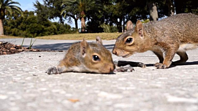 squirrelbaby4