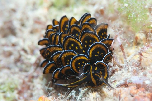 beautiful-unusual-sea-slugs-5__880_e