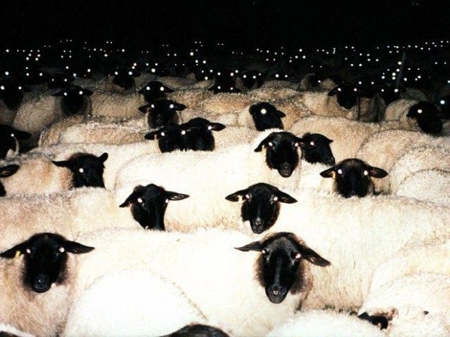 creepy-sheep12_e