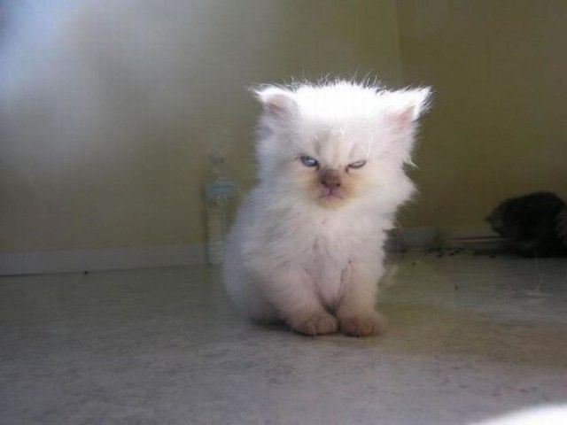 angry-kittens-2-591aec462619a__700_e
