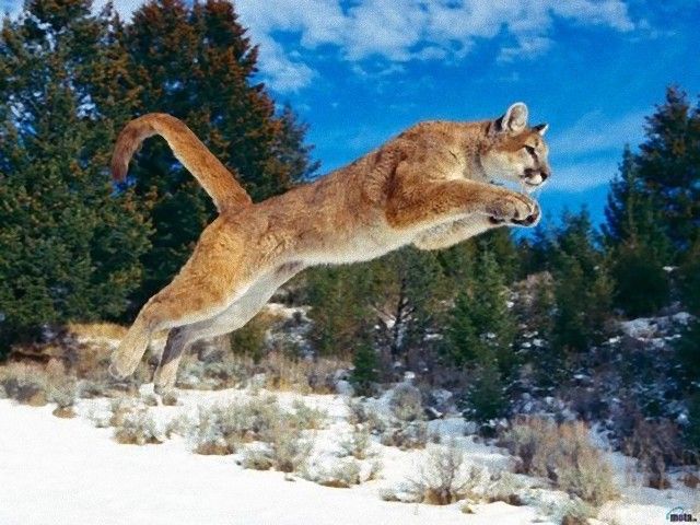 jump11_e