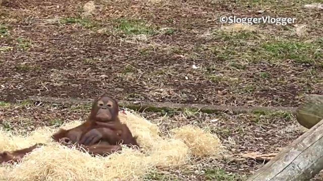 orangutanbaby5