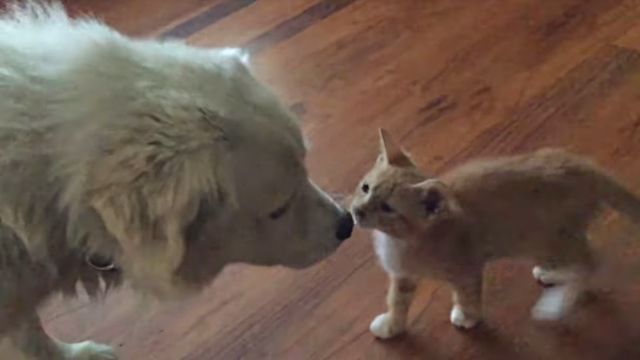 catsndogs3
