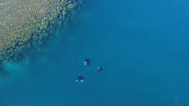 manta4