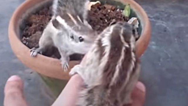 babysquirell4