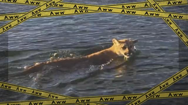 lion-f_e-frame