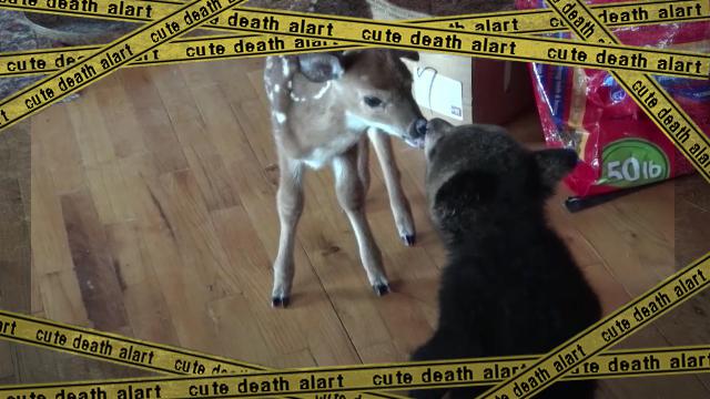 dearandbear [www-frame