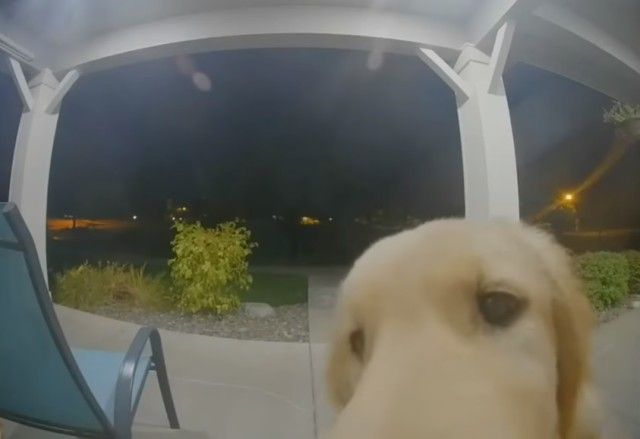 dingdondog3_e