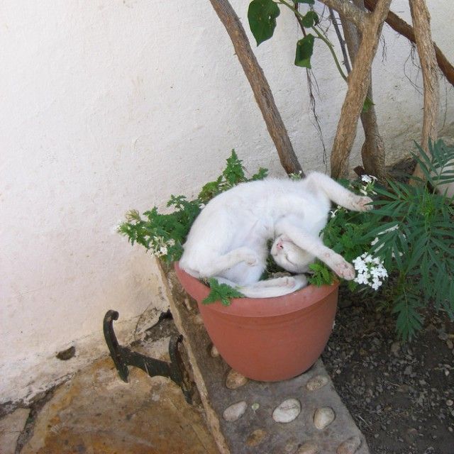 cat-plant20_e