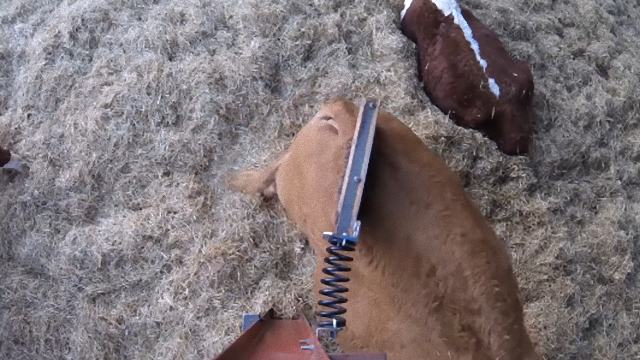 cow-2_e