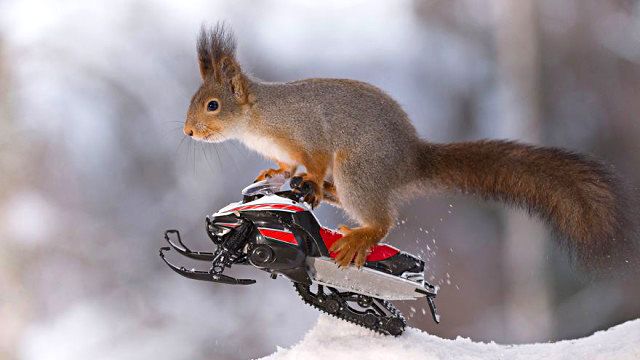 wintersportssquirrel2_ea