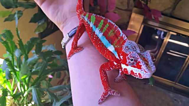 chameleon2