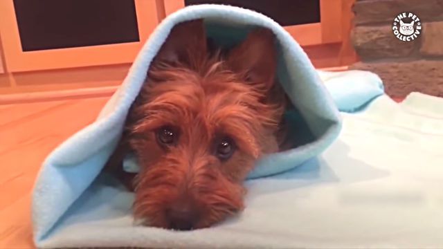 bestpet1