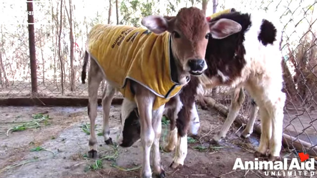calf4