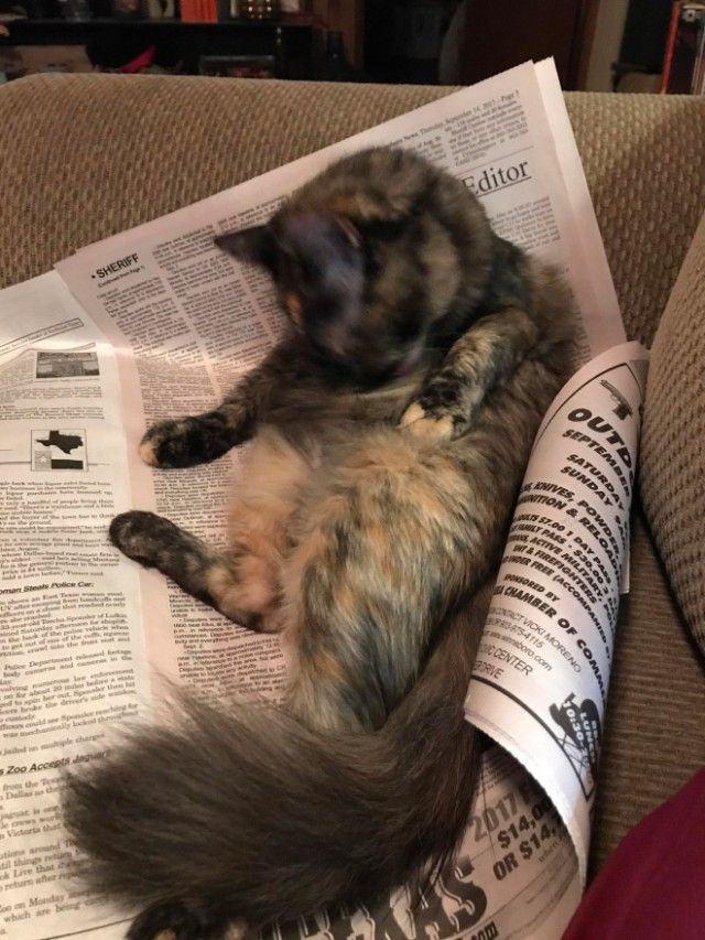cats-vs-reading21_e