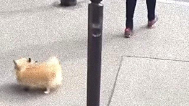 spinningdog3_e