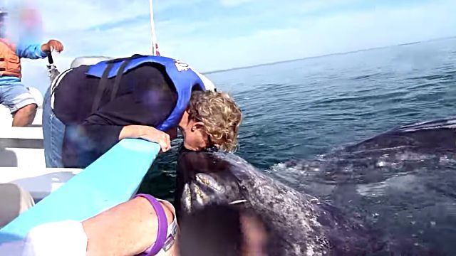 graywhales0