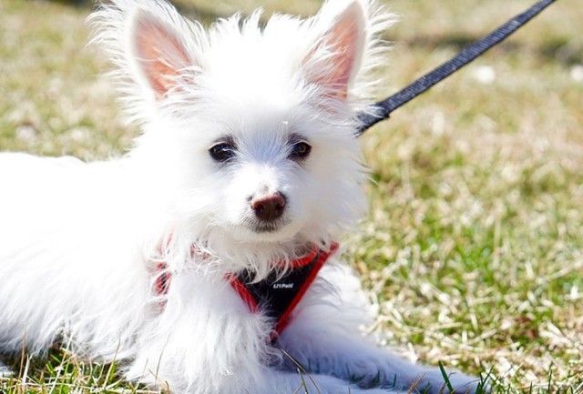 kennel-club-dog-photographer-competition-2017-30_e