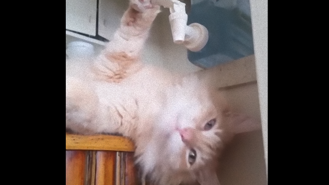 cat-f_e