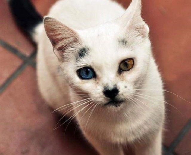 Heterochromic-Eyed-Cat-10_e