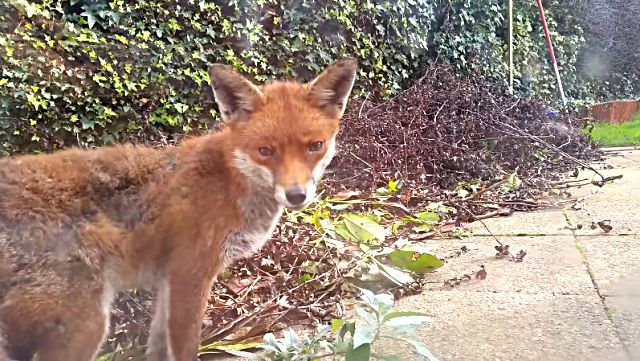 catnfox6