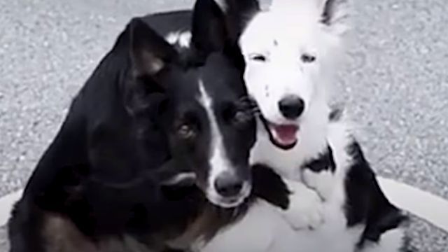 huggingdogs6