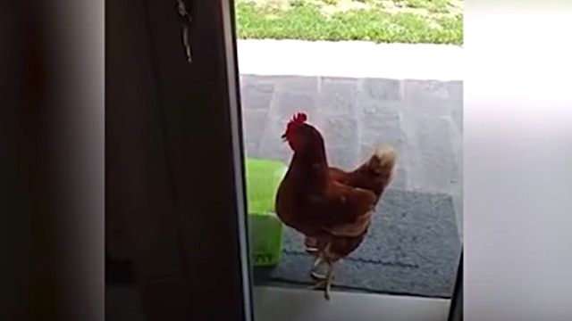 cleverhen1_e