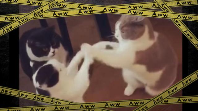 cat-f [www-frame