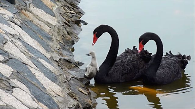blackswan6