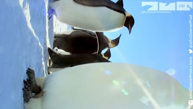 eggcam8_e